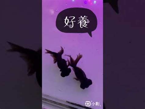 黑牡丹金魚風水|【什麼魚是風水魚】常見的風水魚種類大全 